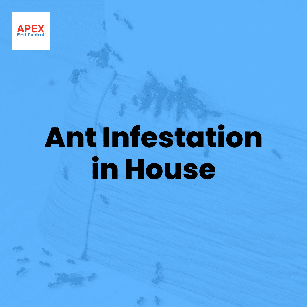 Ant Infestation in the House: Identification and Treatment — Apex Pest Control
