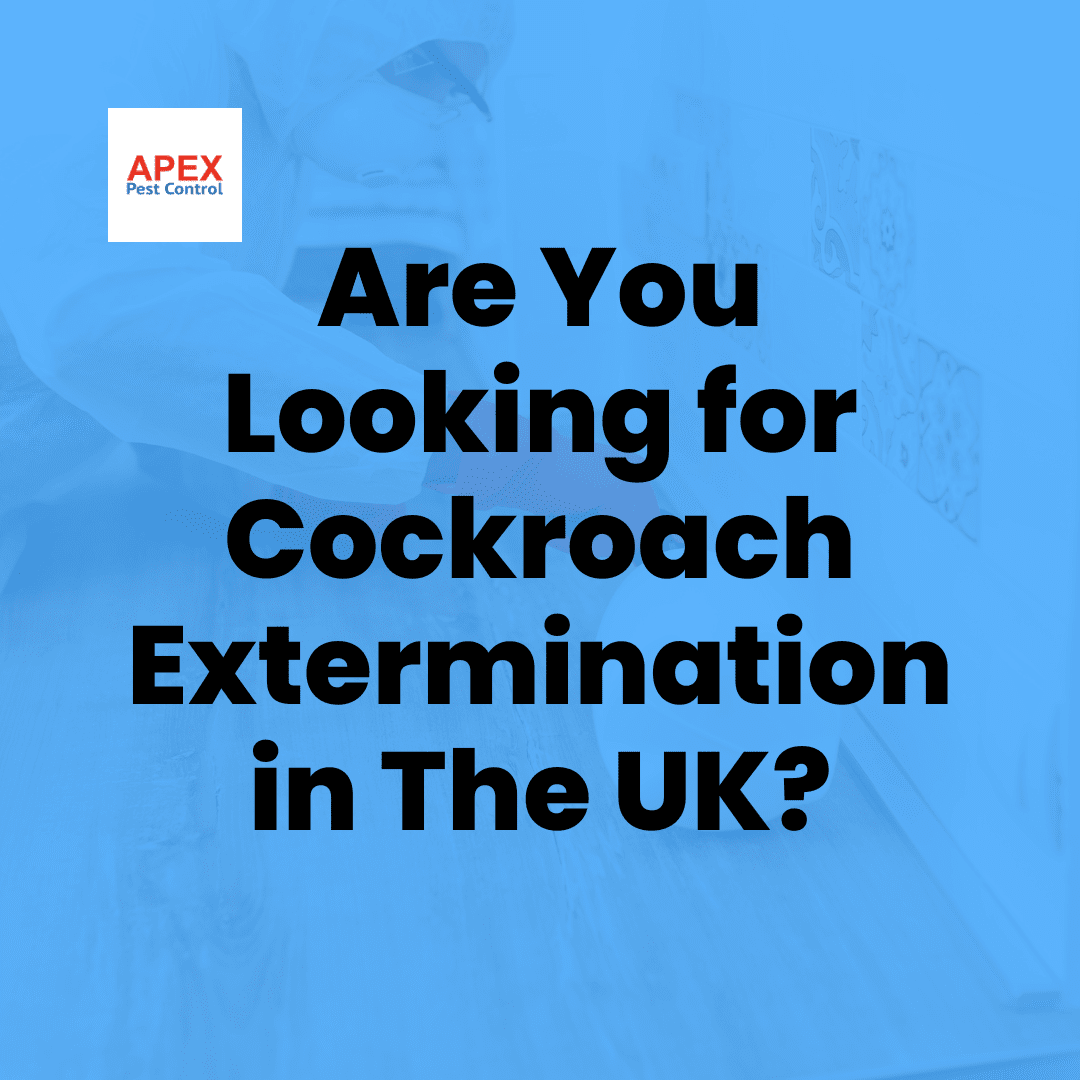 Cockroach Extermination: What Professional Treatment Involves — Apex Pest Control
