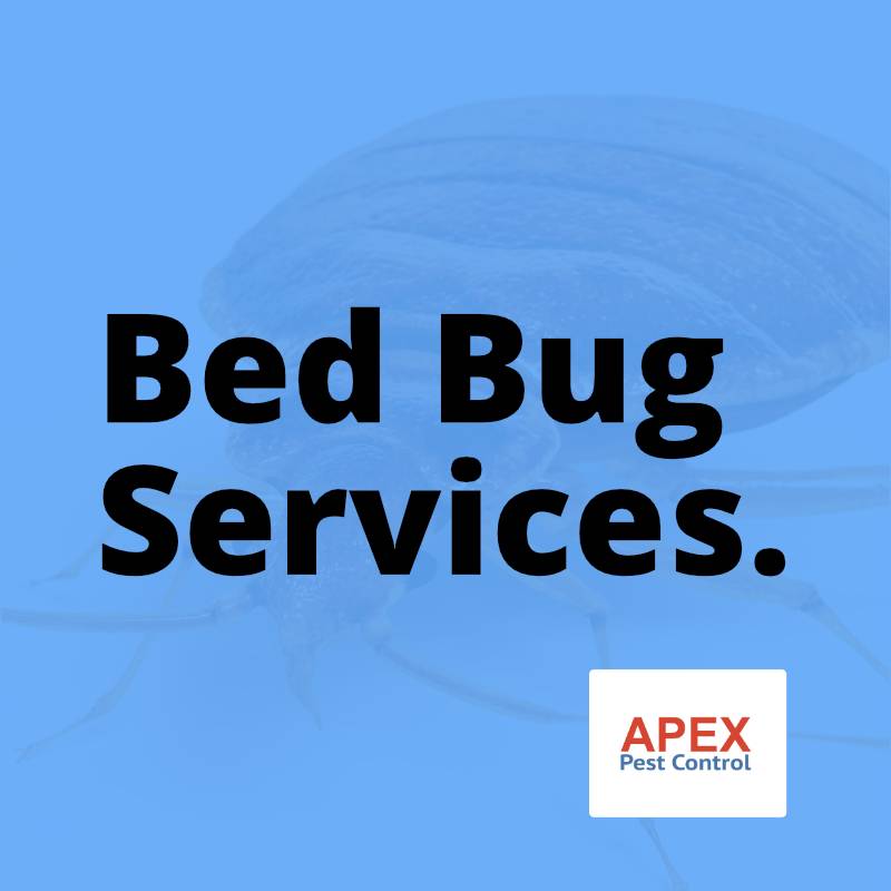 Bed Bug Services: Treatment, Inspection, and Prevention for Homes and Businesses — Apex Pest Control