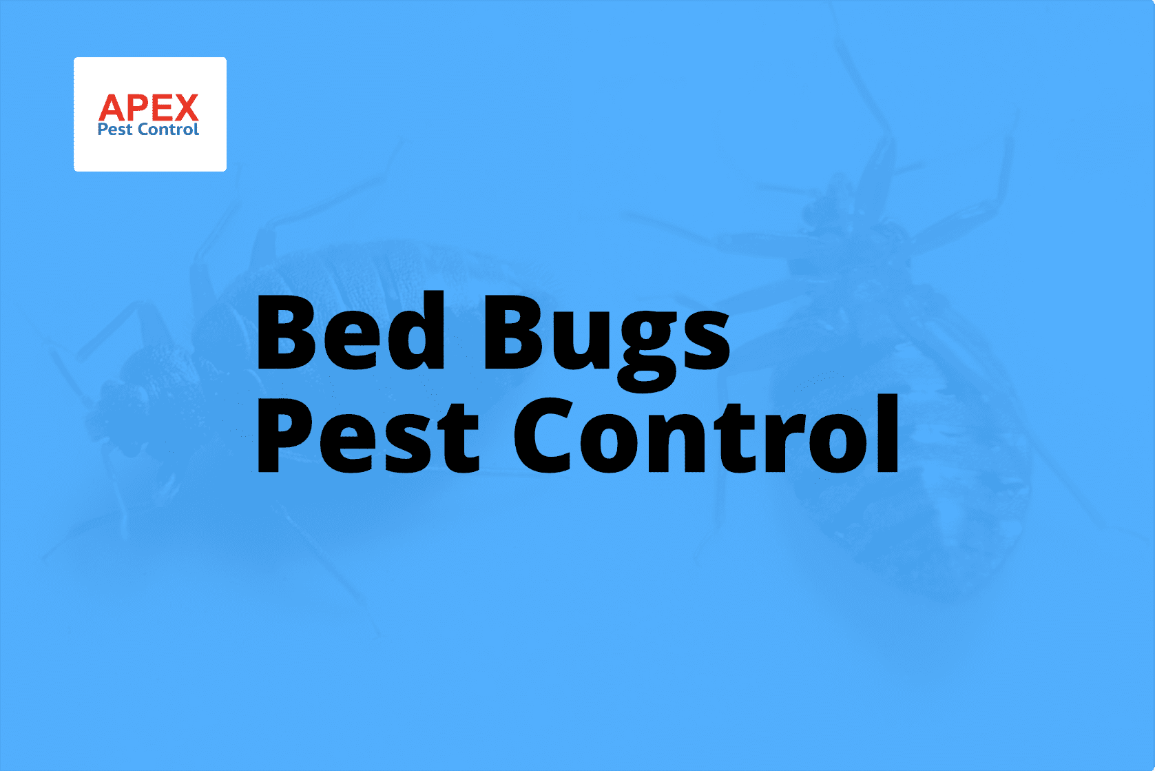 Bed Bugs Pest Control — Apex Pest Control