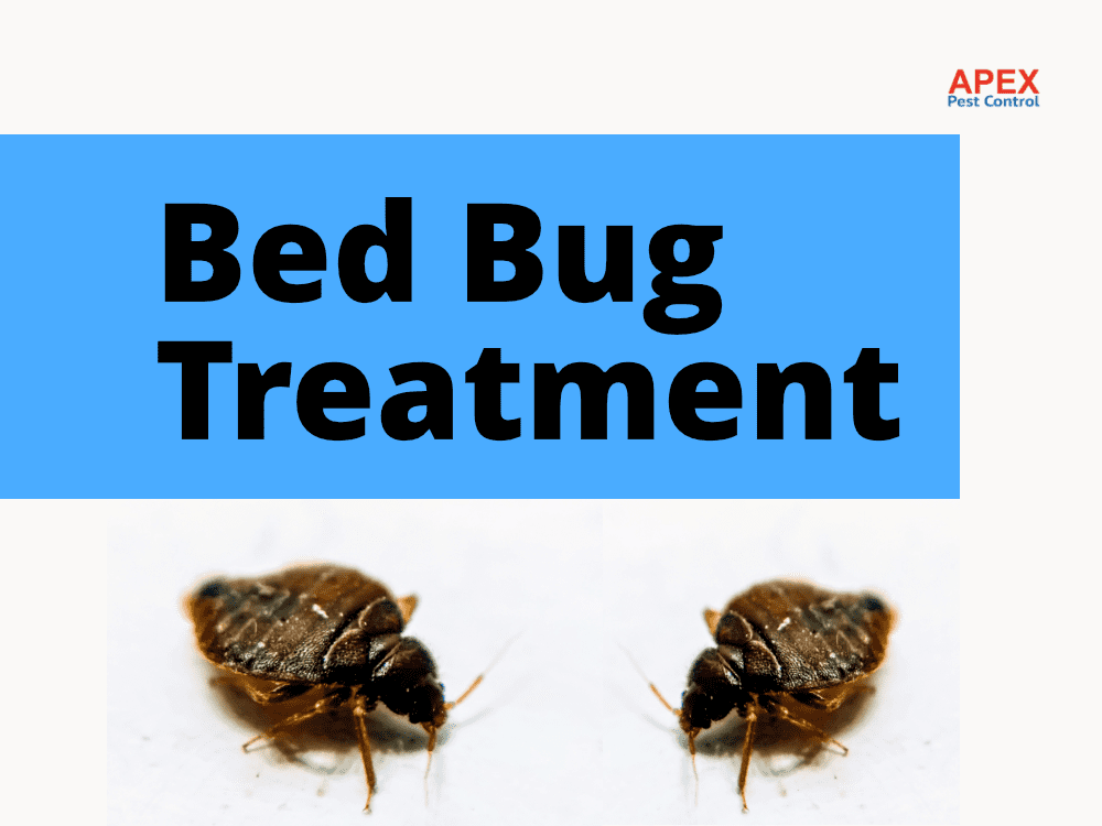 Professional Bed Bug Treatment — Methods, Legal Obligations and What to Expect — Apex Pest Control