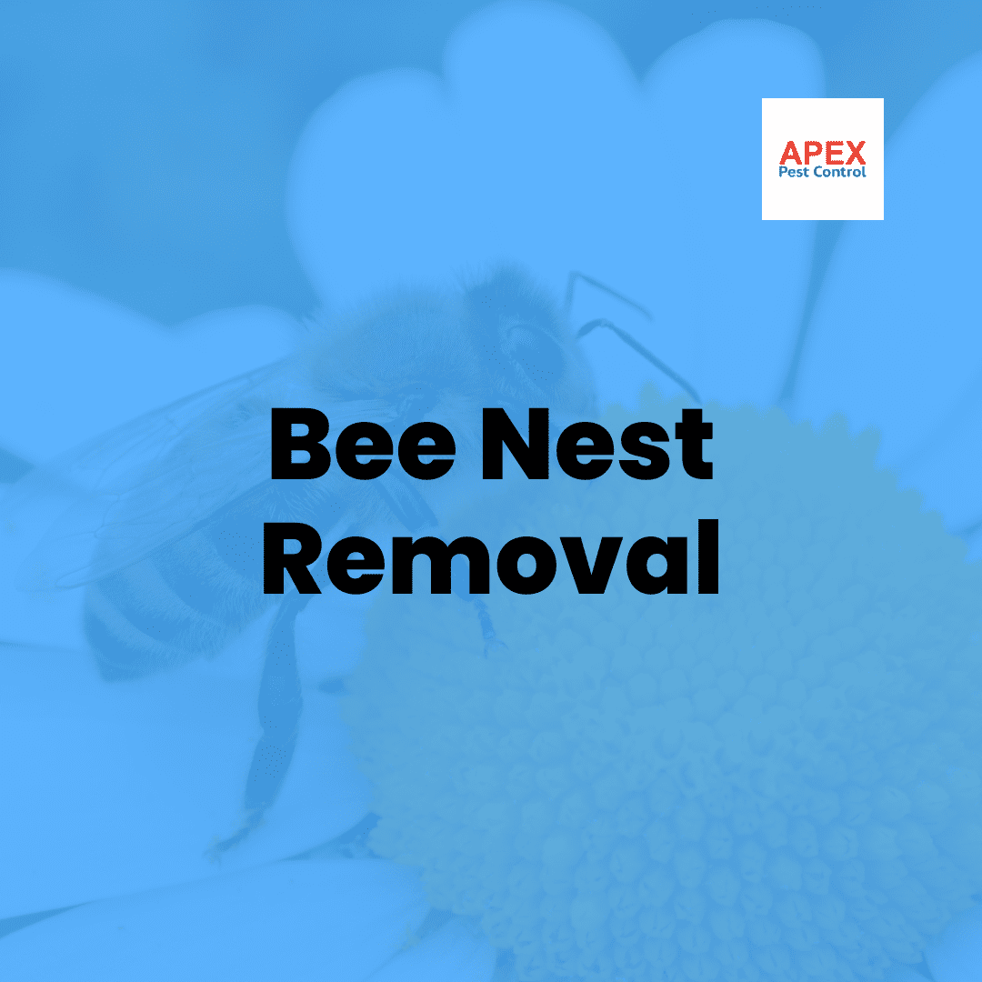 Bee Nest Removal — Apex Pest Control