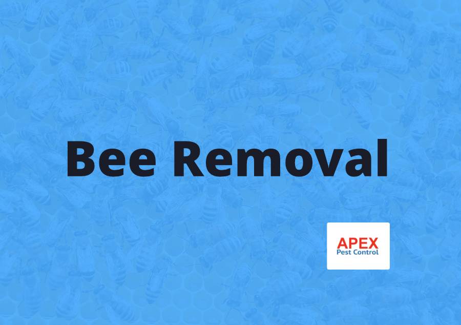 Honey Bee Removal — Apex Pest Control