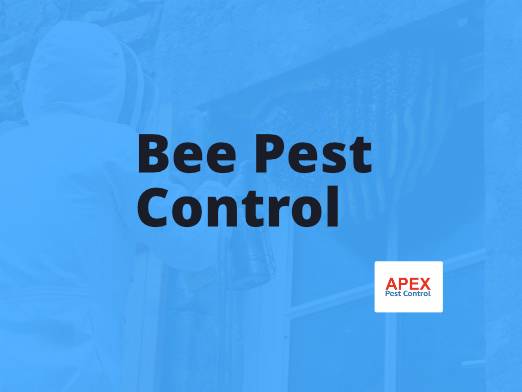 Bee Pest Control: When to Call a Pest Controller and When to Call a Beekeeper — Apex Pest Control