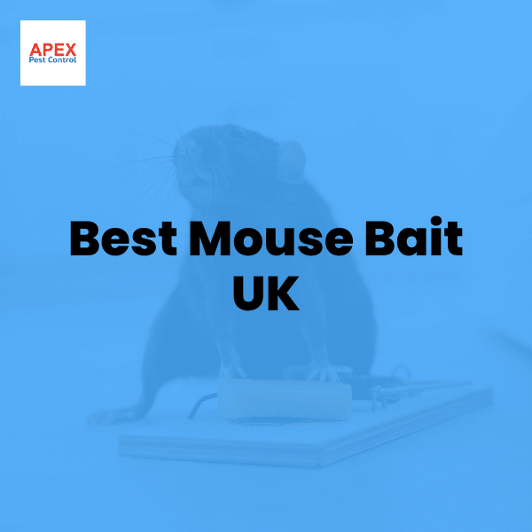 Best Mouse Bait UK — Apex Pest Control