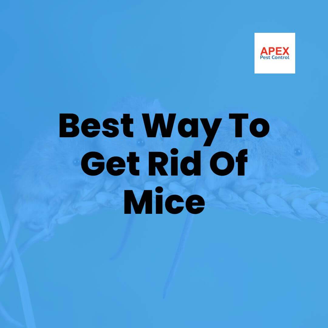 Best Way to Get Rid of Mice | Professional Pest Control — Apex Pest Control