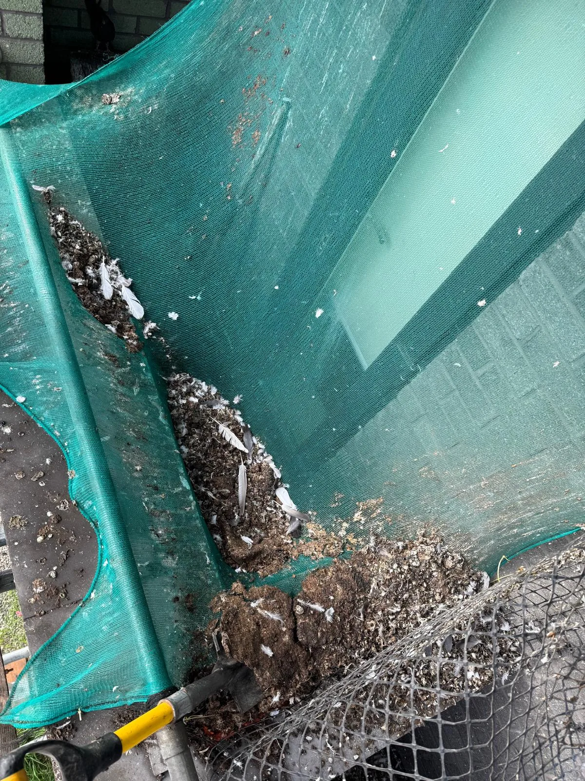 Pigeon guano (avian excrement) built up on an apartment balcony before clean-up by Apex Pest Control