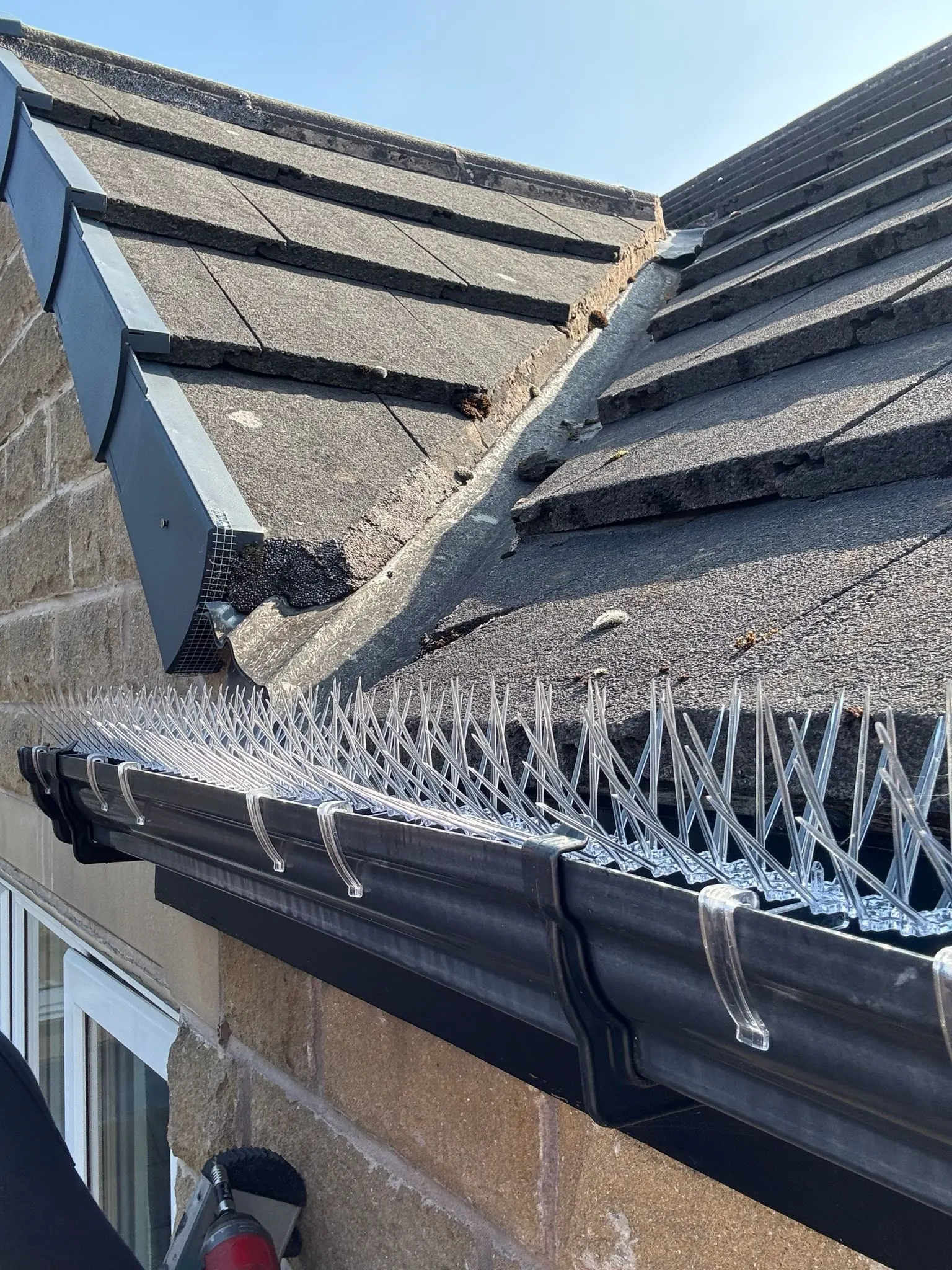 Bird spikes installed for gutter protection