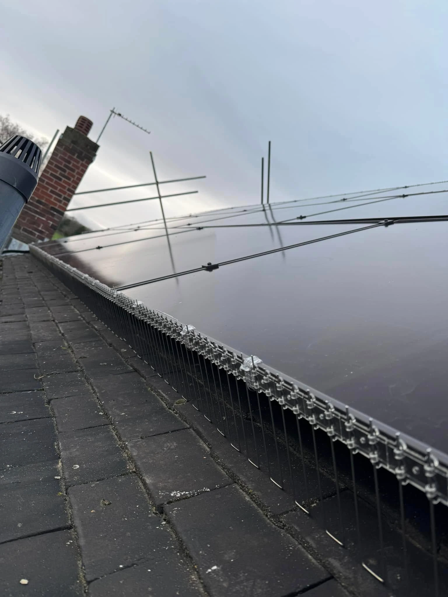 Solar panels with wire mesh barriers installed by Apex Pest Control to stop birds nesting on the roof