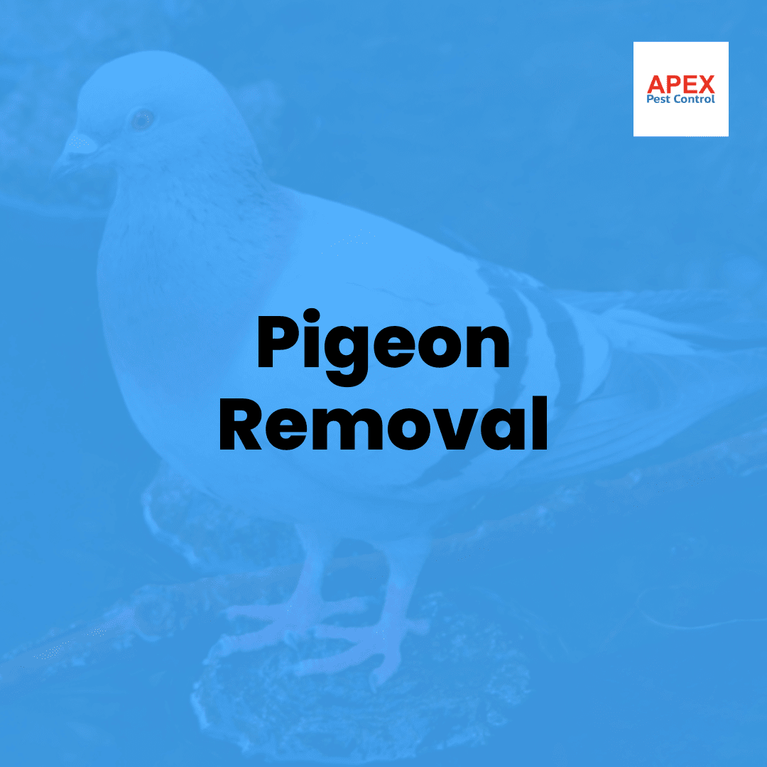 Pigeon Removal — Apex Pest Control
