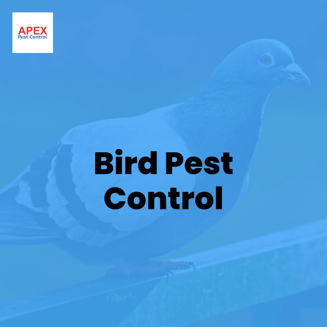 Bird Pest Control: Professional Solutions for Urban Bird Problems — Apex Pest Control