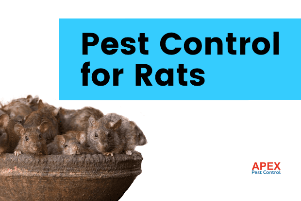 Pest Control for Rats: What to Expect From a Professional Service — Apex Pest Control