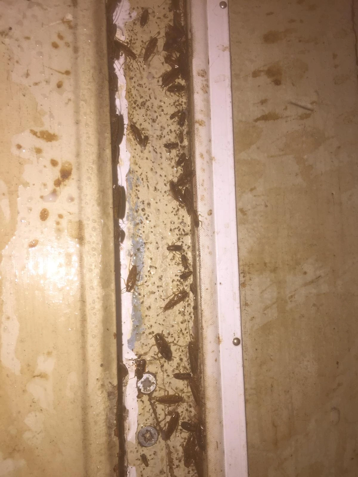 German cockroach infestation found behind a door-frame facia during an Apex inspection