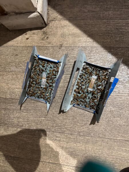 Two Hoy-Hoy monitoring traps placed in an HMO kitchen capturing a German cockroach infestation