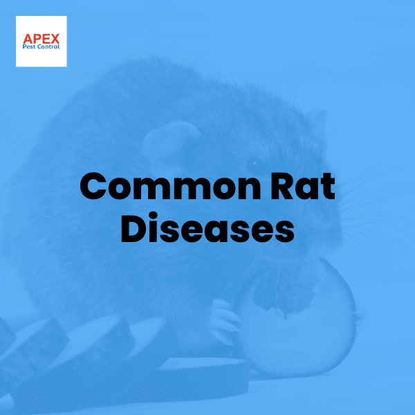 Common Rat Diseases in the UK: What You Need to Know — Apex Pest Control
