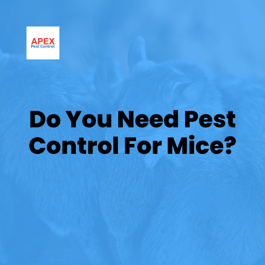 Pest Control for Mice: What to Expect from a Professional Service — Apex Pest Control