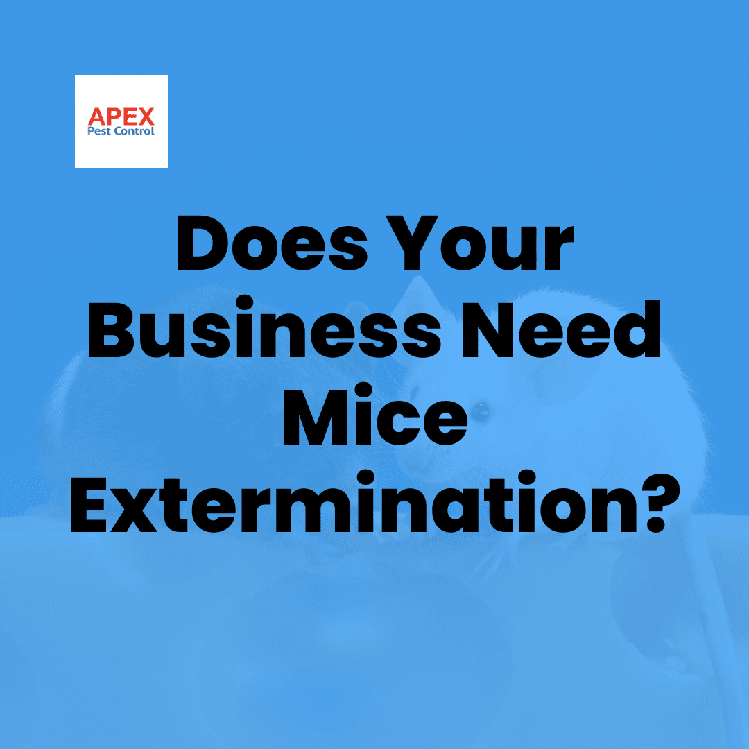Mice Extermination: Professional Elimination and Long-Term Prevention — Apex Pest Control