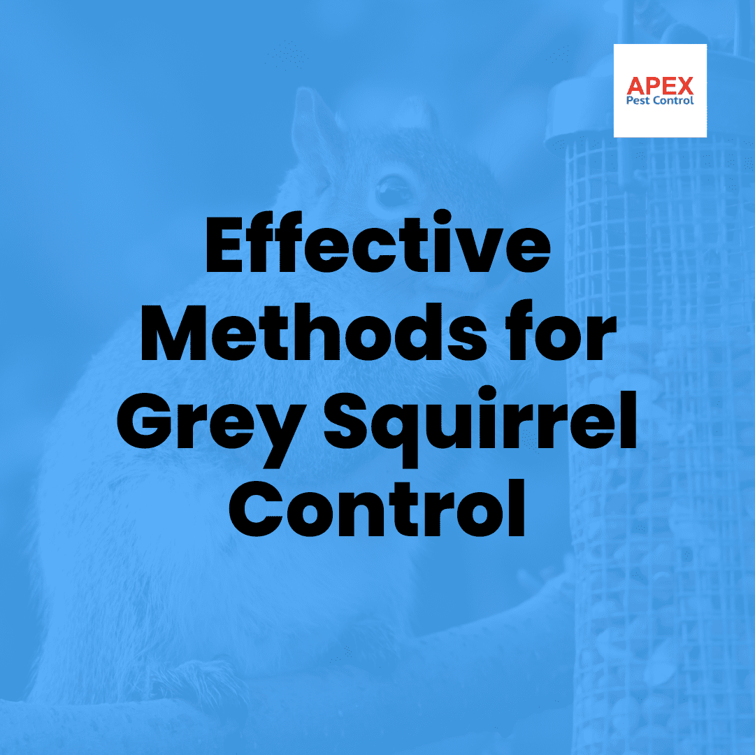 Grey Squirrel Control: Legal Methods and Professional Solutions — Apex Pest Control
