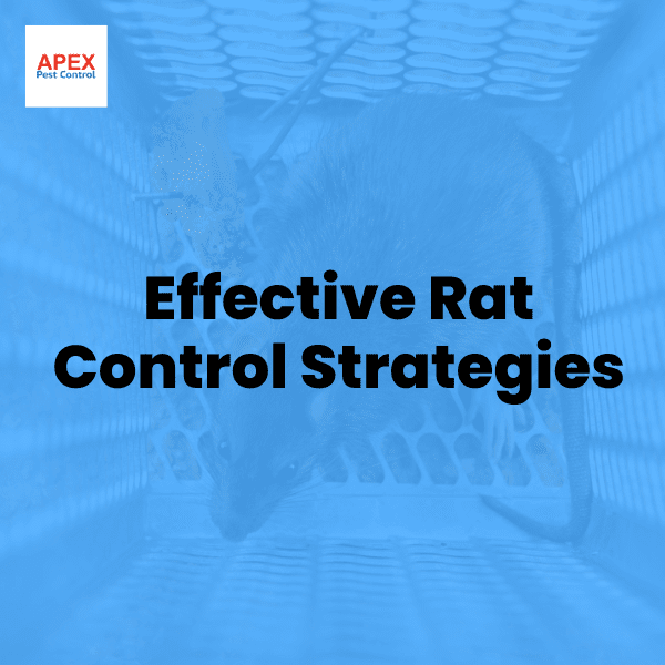 Effective Rat Control Strategies for UK Properties — Apex Pest Control