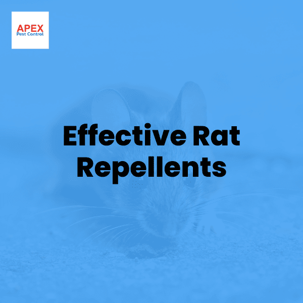 Effective Rat Repellents — Apex Pest Control