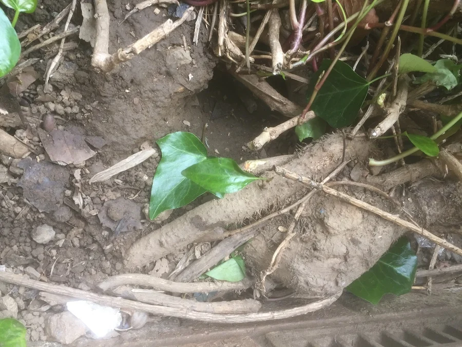 Entrance to a rat burrow found in a property garden during a survey