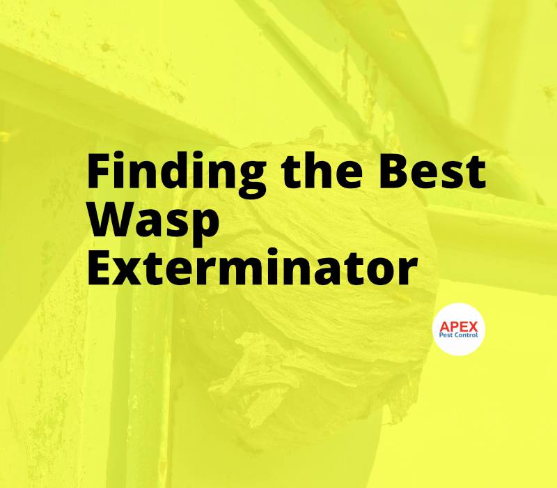 Finding the Best Wasp Exterminator Near You — What to Look For — Apex Pest Control