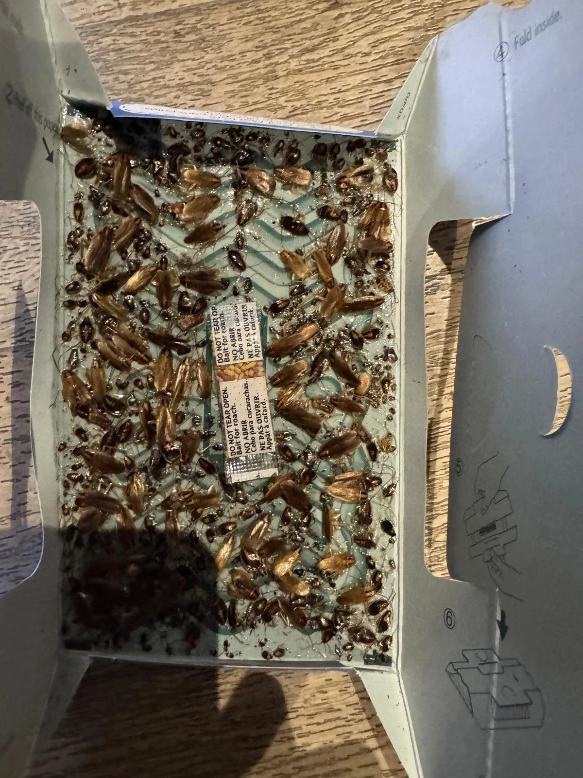 Close-up of a Hoy-Hoy trap full of dead German cockroaches during ongoing treatment