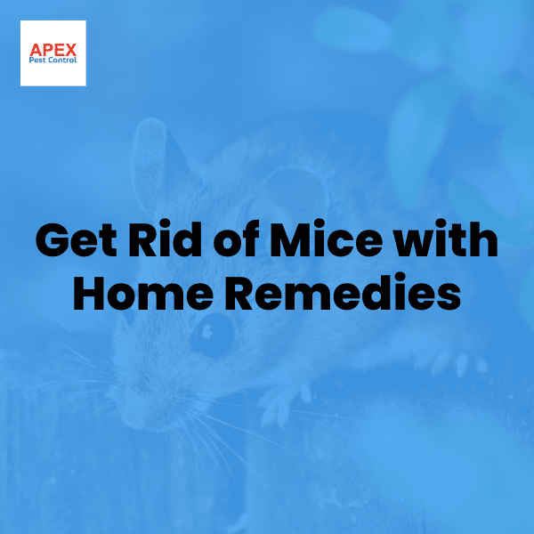 Get Rid of Mice Home Remedies — Apex Pest Control