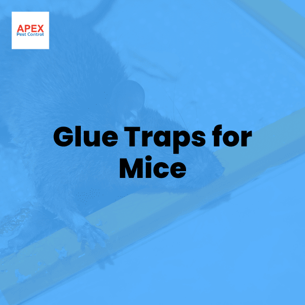 Glue Traps for Mice — Apex Pest Control