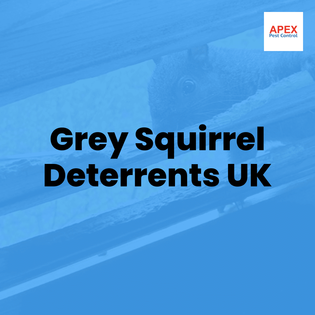 Grey Squirrel Deterrents UK — Apex Pest Control