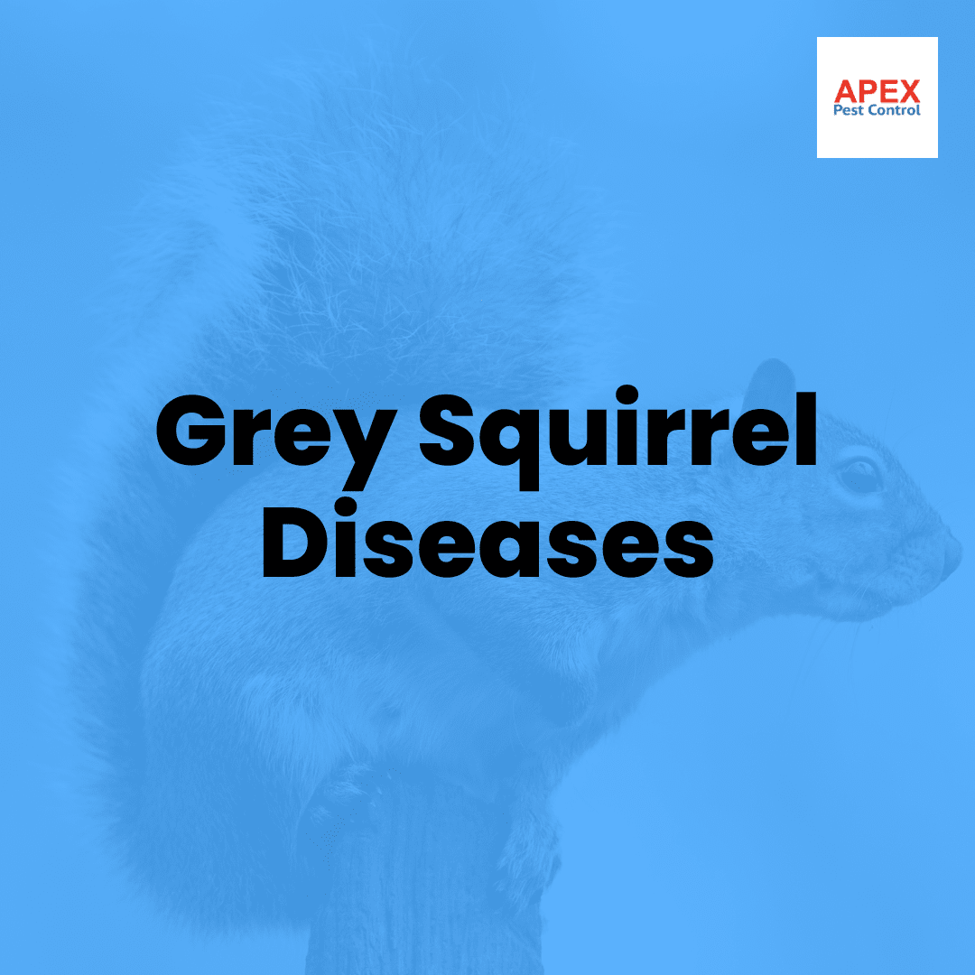 Grey Squirrel Diseases — Apex Pest Control