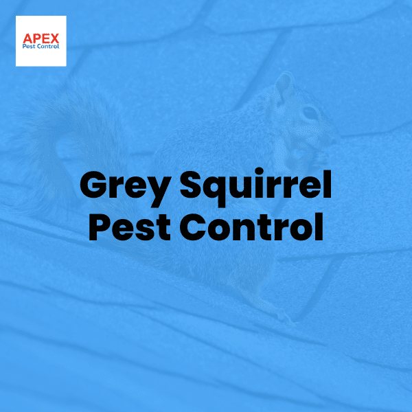 Grey Squirrel Pest Control Guide — Apex Pest Control