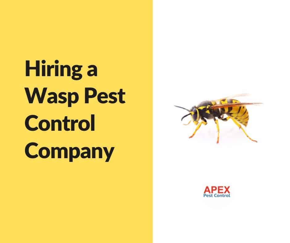 Hiring a Wasp Pest Control Company — What to Expect — Apex Pest Control