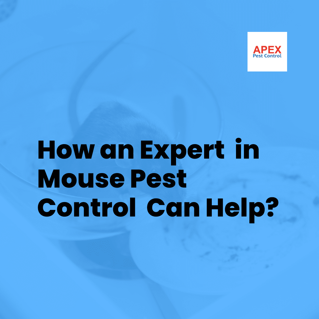 Mouse Pest Control: Professional Solutions for UK Homes and Businesses — Apex Pest Control