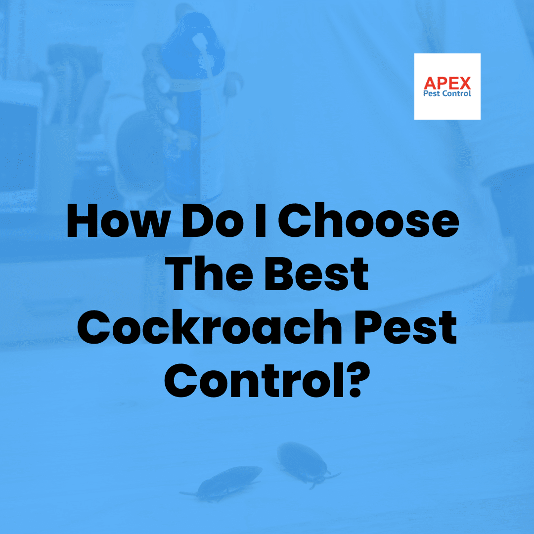 Cockroach Pest Control: Professional Treatment for UK Homes and Businesses — Apex Pest Control