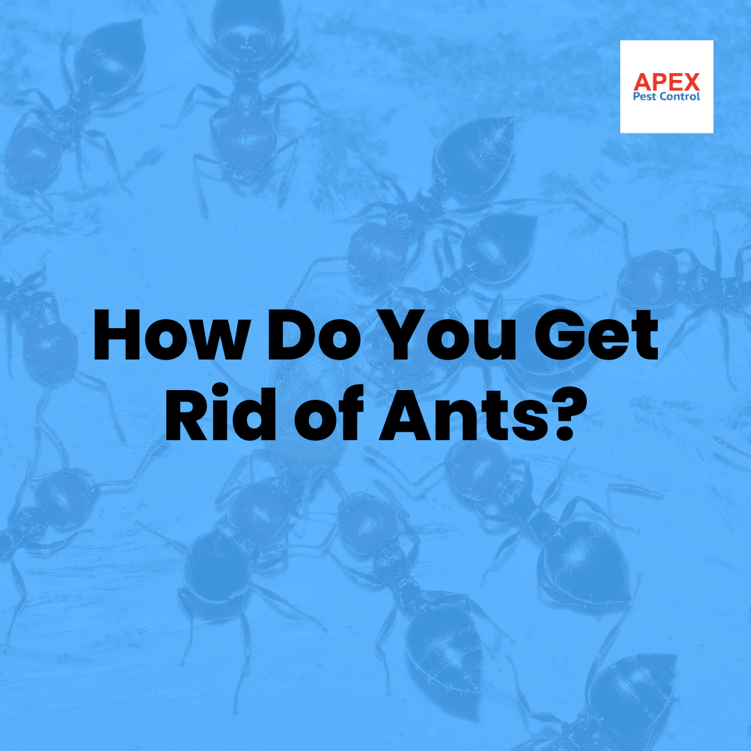 How Do You Get Rid of Ants — Apex Pest Control