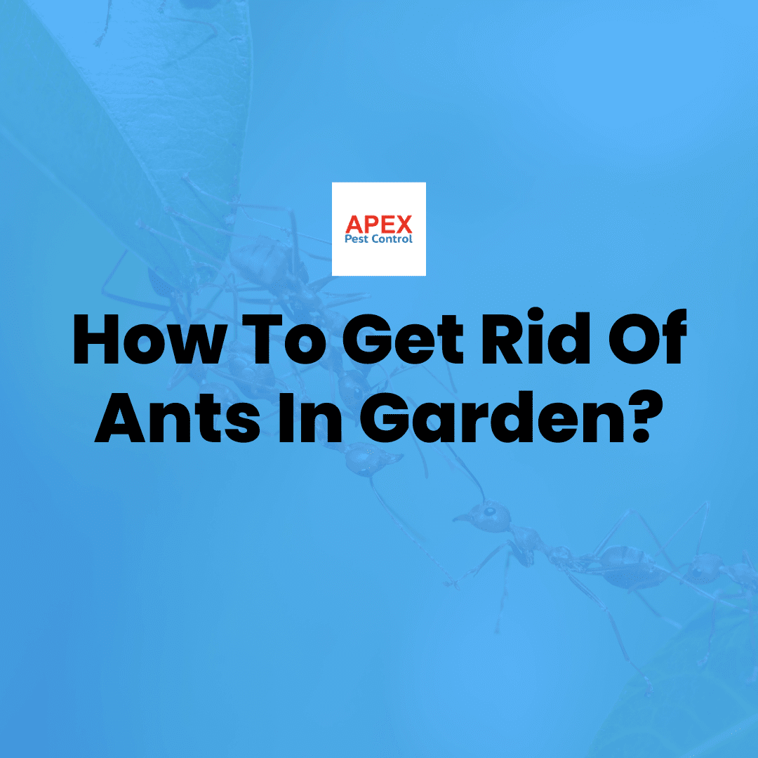 How to Get Rid of Ants in the Garden — Apex Pest Control