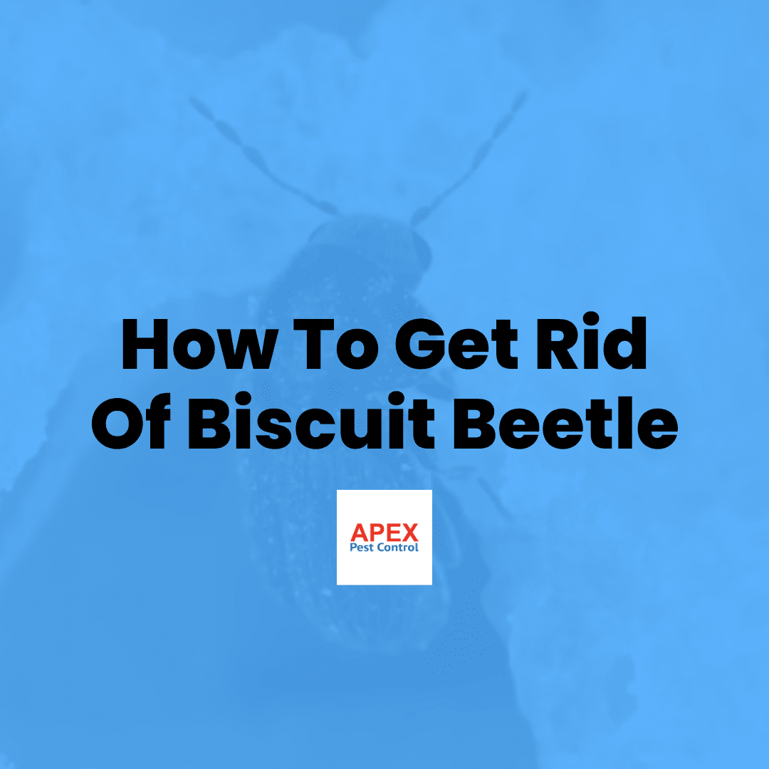How to Get Rid of Biscuit Beetles — Apex Pest Control