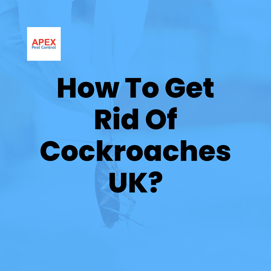 How to Get Rid of Cockroaches in the UK — Apex Pest Control