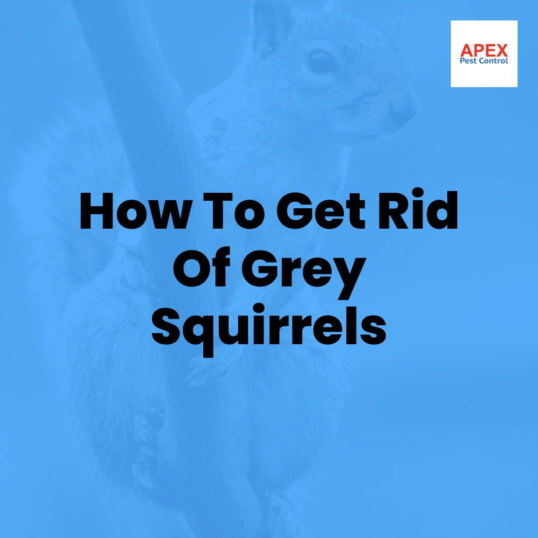 How to Get Rid of Grey Squirrels: Legal Methods Explained — Apex Pest Control