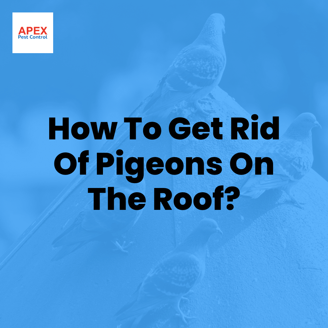 How To Get Rid Of Pigeons On The Roof — Apex Pest Control
