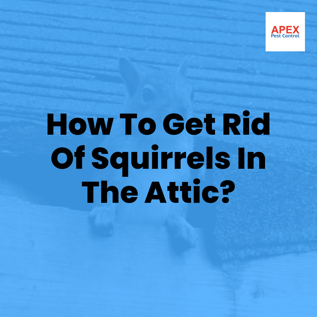 How to Get Rid of Squirrels in the Attic — Apex Pest Control