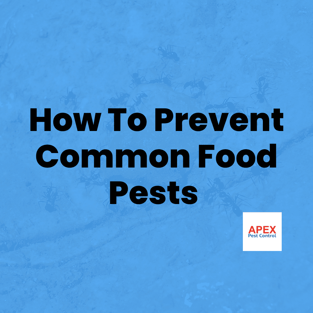 Common Food Pests — Apex Pest Control