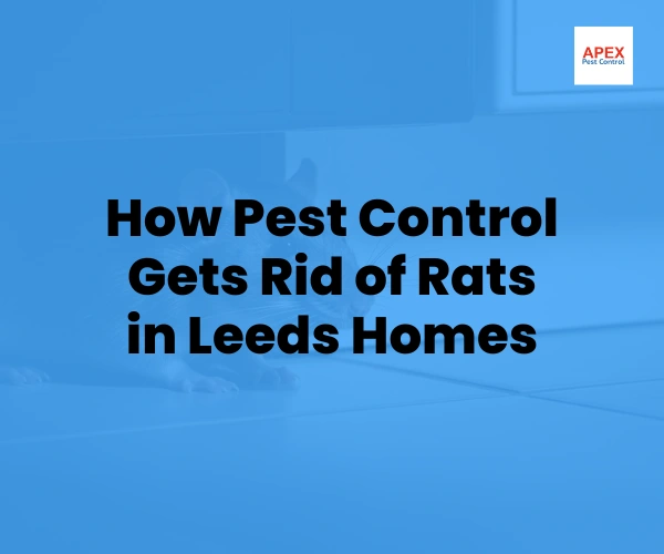 How Pest Control Gets Rid of Rats in Leeds Homes — Apex Pest Control