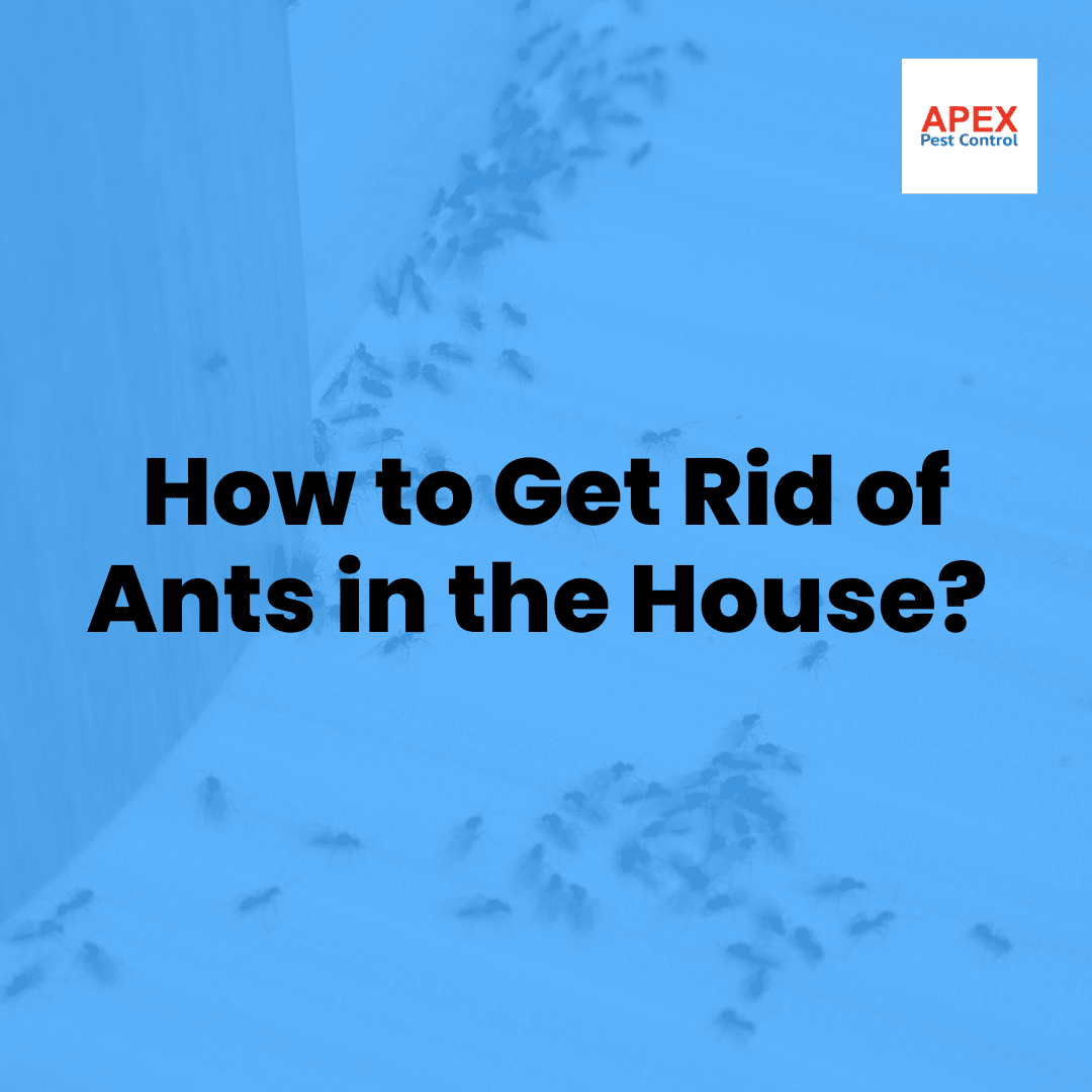 How to Get Rid of Ants in the House — Apex Pest Control