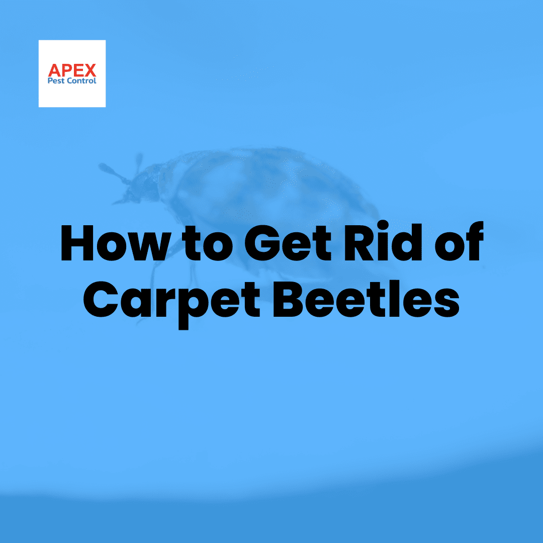 How to Get Rid of Carpet Beetles — Apex Pest Control
