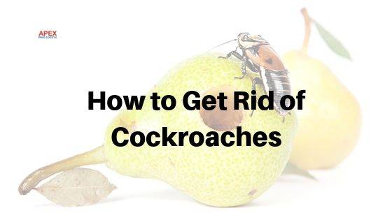 How to Get Rid of Cockroaches — Professional Treatment and Why DIY Fails — Apex Pest Control