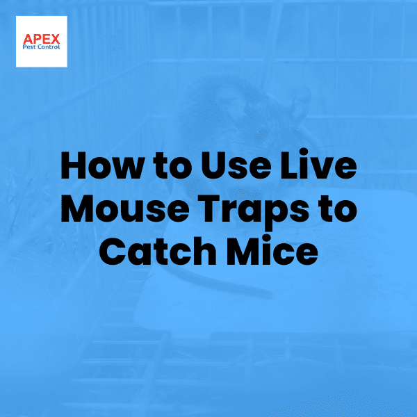 How to Use Live Mouse Traps — Apex Pest Control