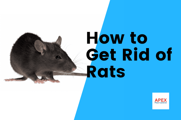 How to Get Rid of Rats: A Practical Guide for UK Homeowners — Apex Pest Control
