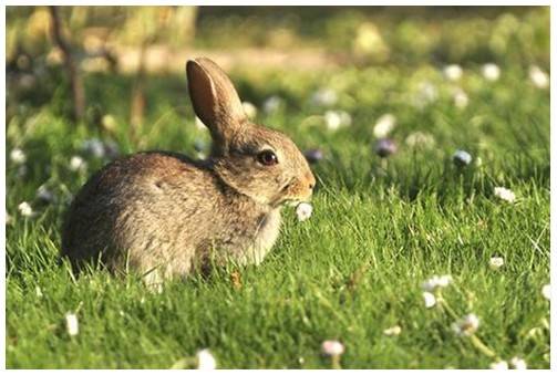 How to Get Rid of Rabbits — Legal Methods, Professional Control and Proofing — Apex Pest Control